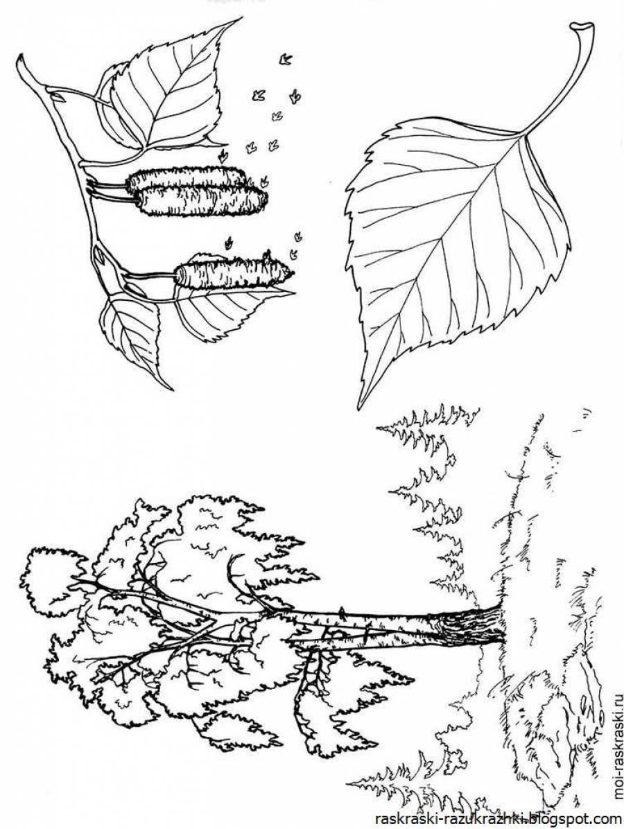 раскраска береза для детей
