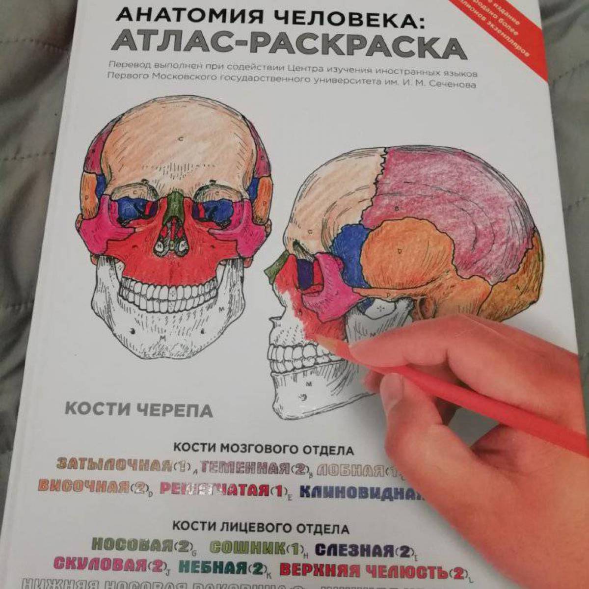 Анатомия человека атлас читать. Атлас анатомии человека. Анатомия человека атлас раскраска. Атлас по анатомии человека для раскрашивания. Атлас раскраска по анатомии.