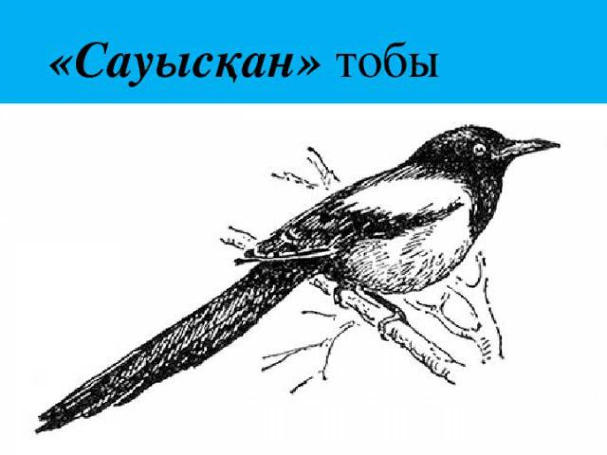 Распечатать сороку. Сорока раскраска. Сорока рисунок. Сорока рисунок для детей. Рисунок сороки для раскрашивания.