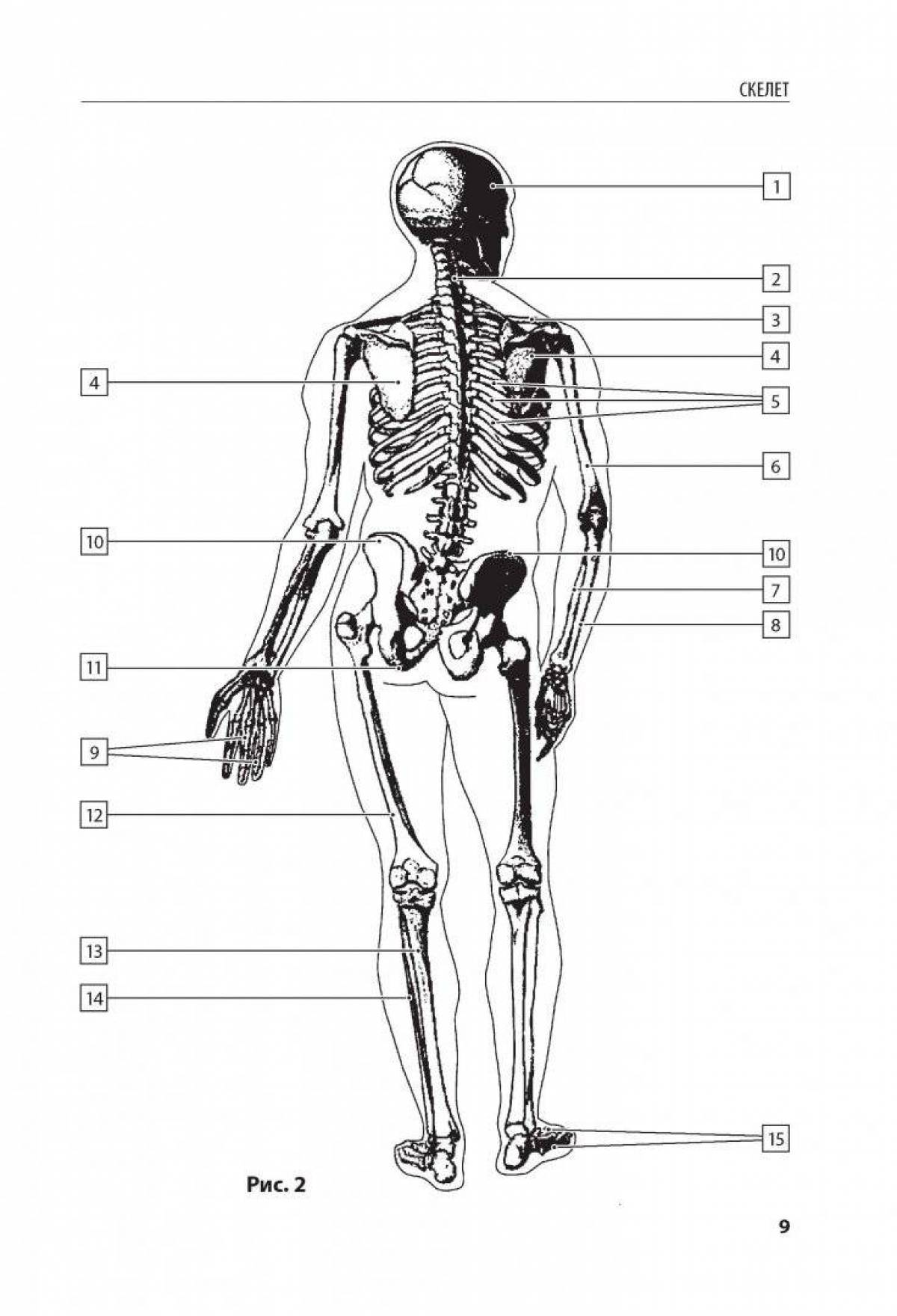 Подробная раскраска атлас анатомии человека