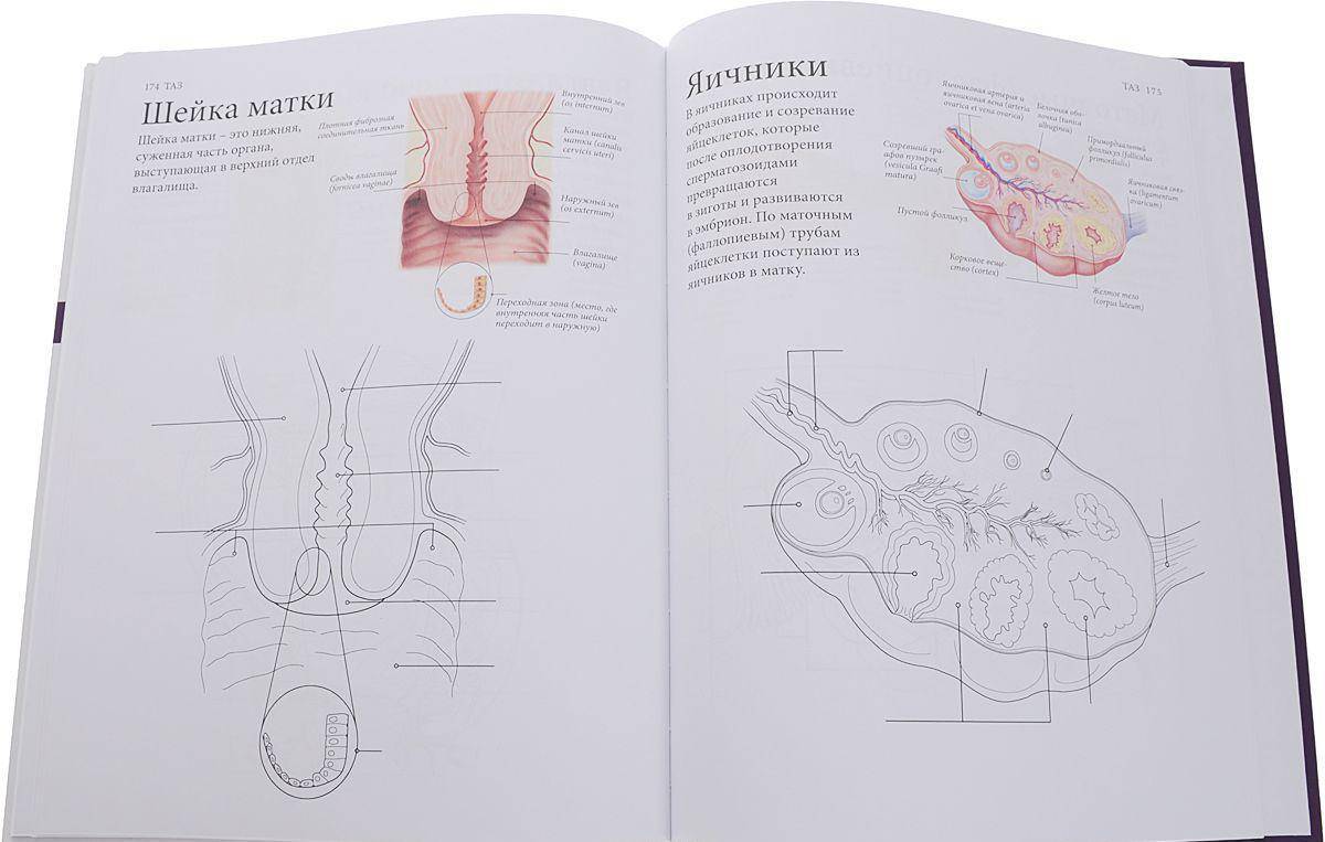 Увлекательная раскраска атлас анатомии человека