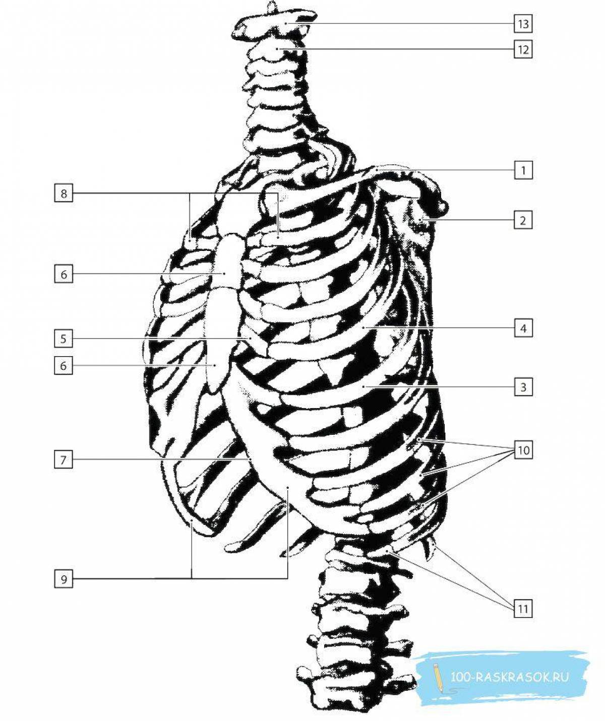 Сложная раскраска атлас анатомии человека