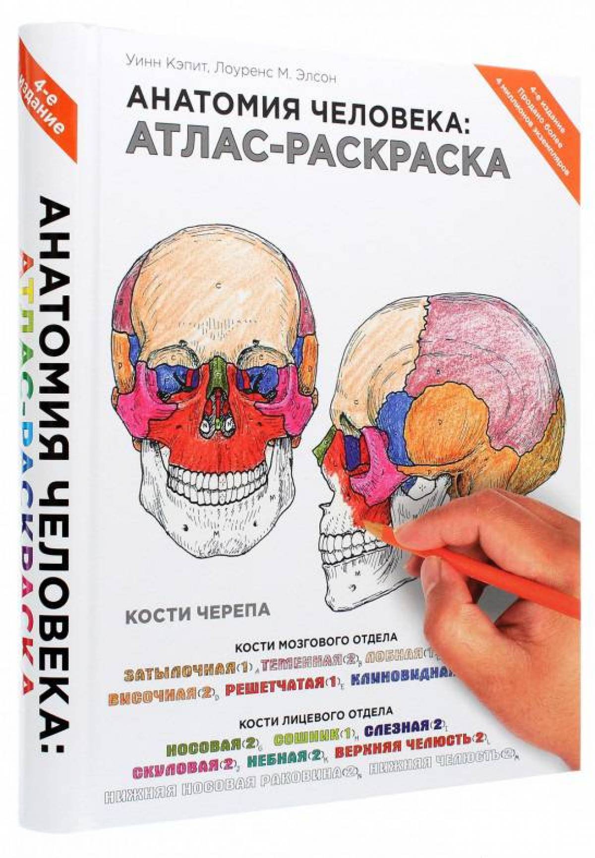 Great coloring atlas of human anatomy