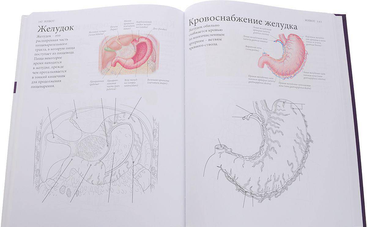 Изысканная раскраска атлас анатомии человека