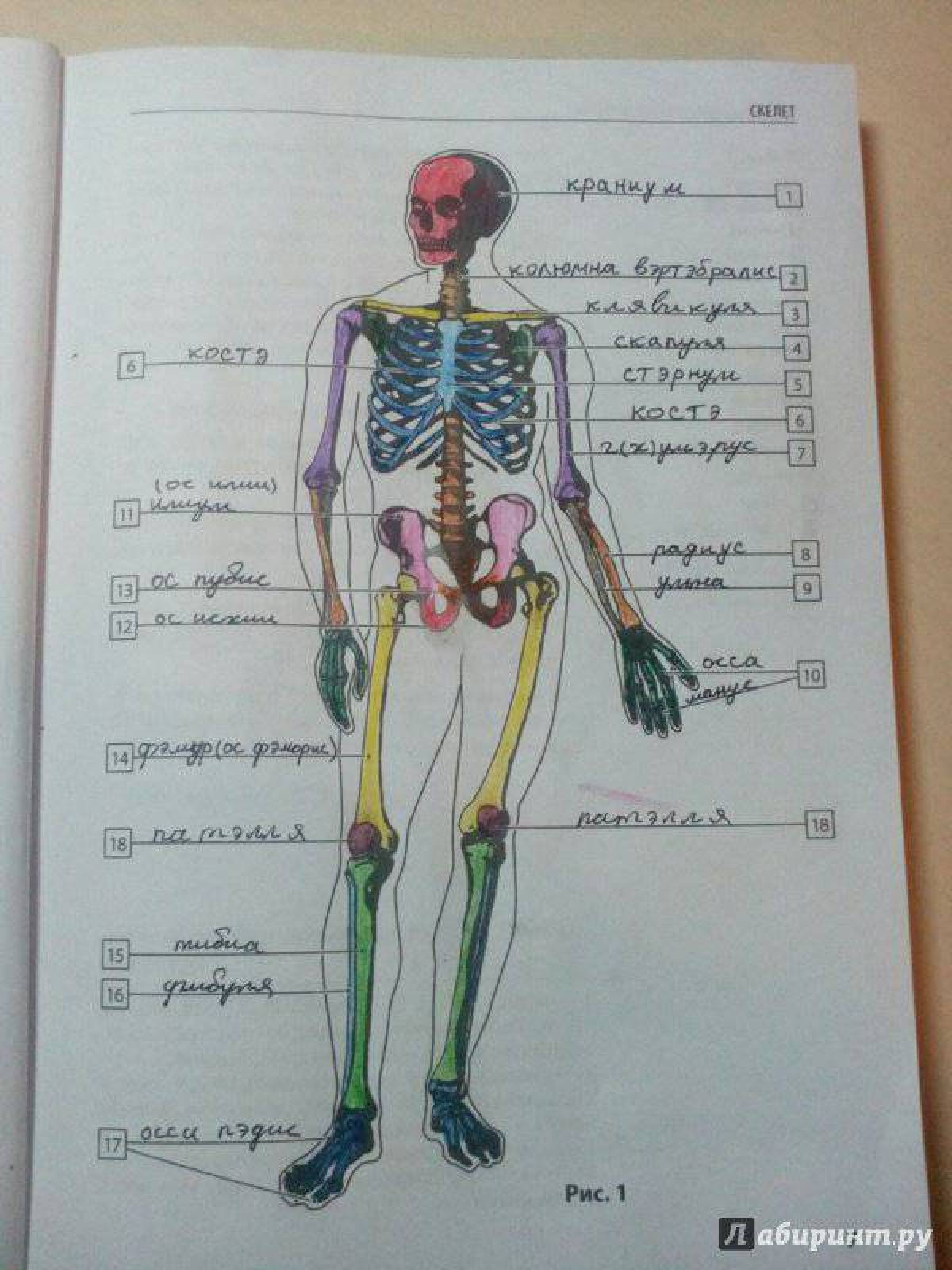 Впечатляющая раскраска атлас анатомии человека