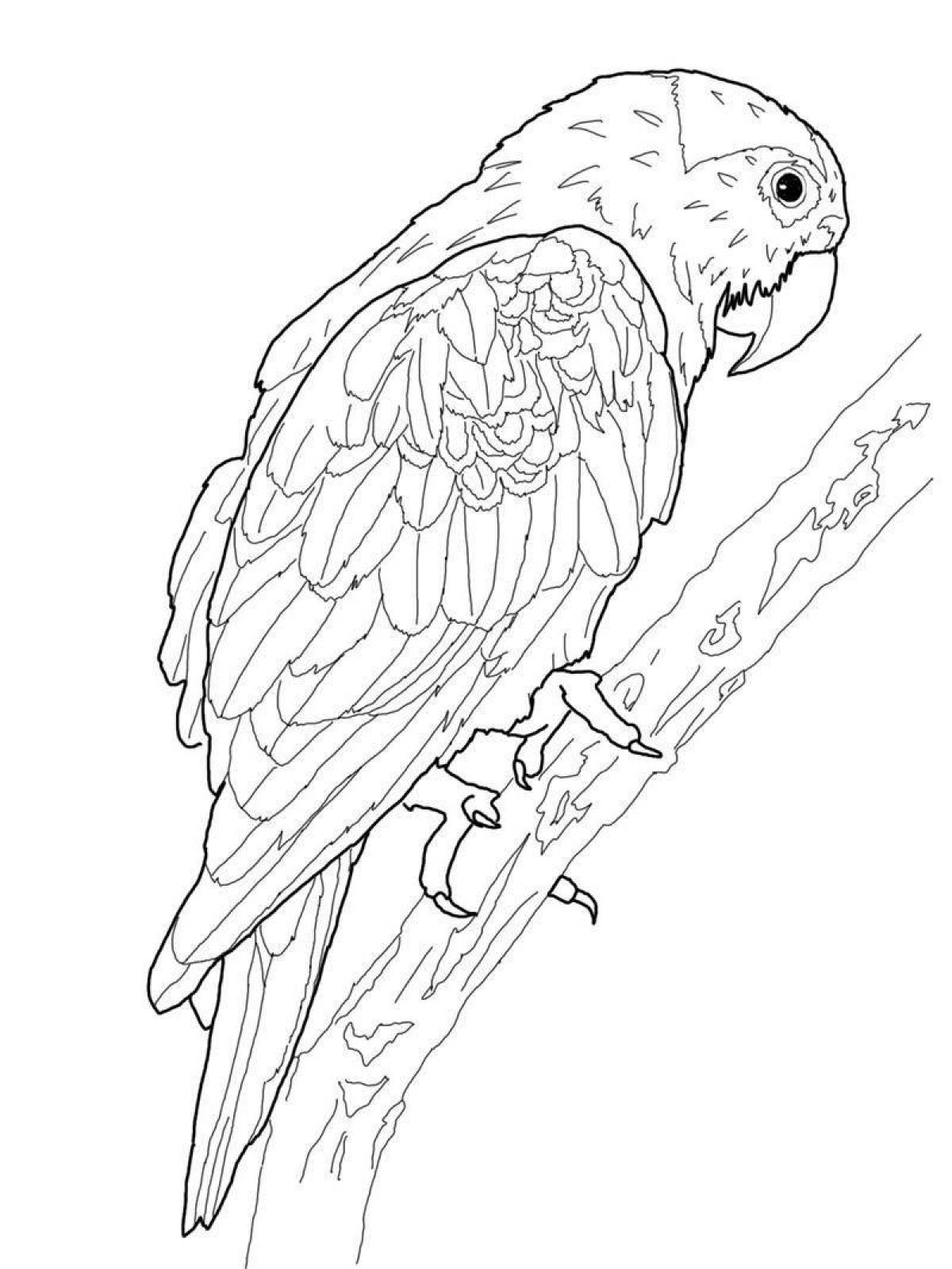 Colouring bright parrot