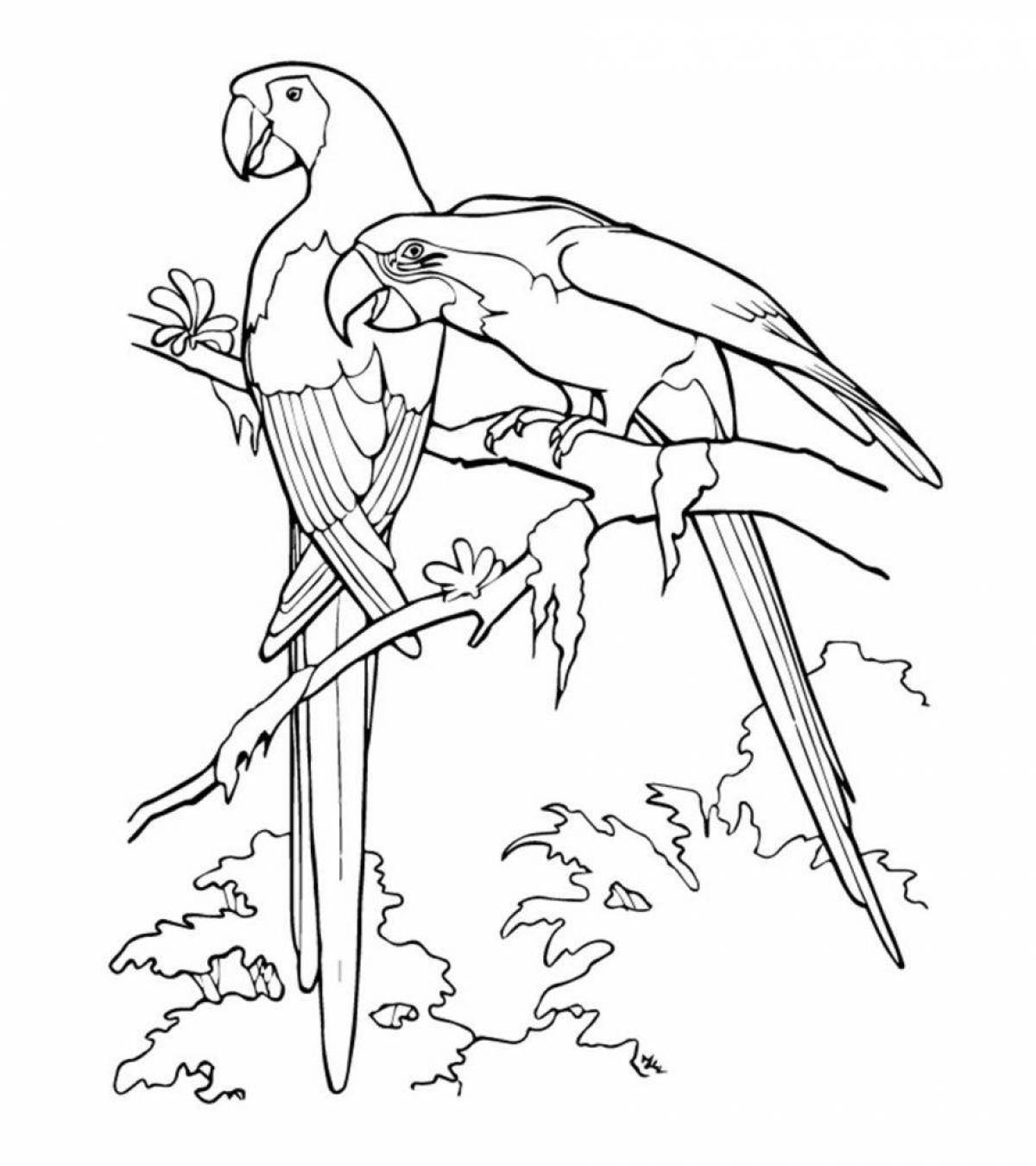 Восхитительный попугай раскраски
