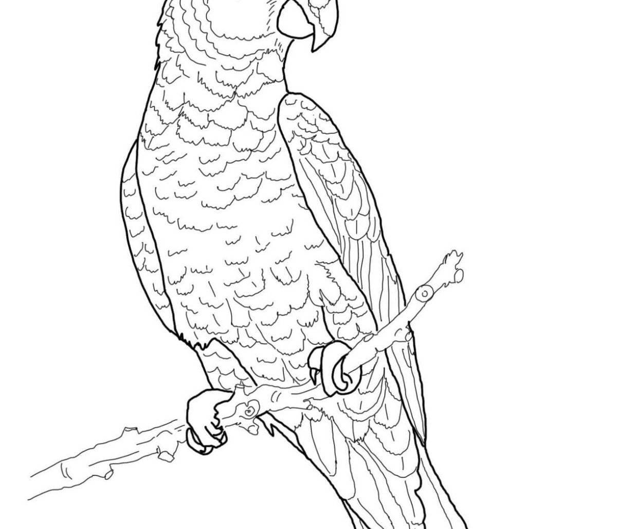 Раскраска причудливый попугай