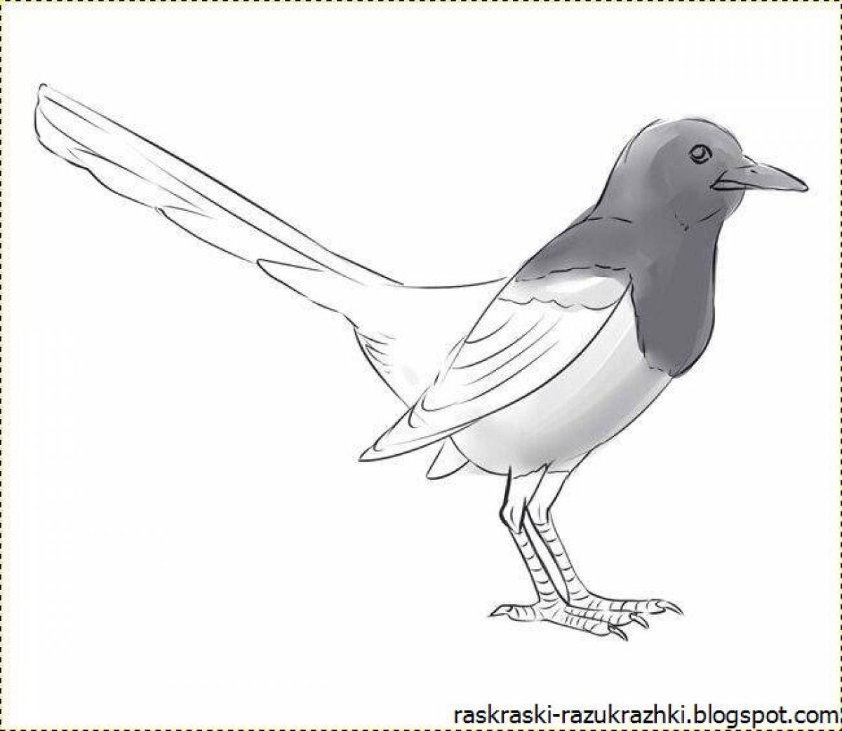 Charming magpie coloring book for kids