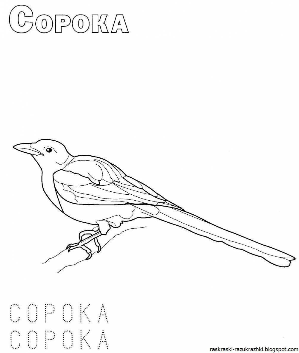 Cute magpie coloring book for kids