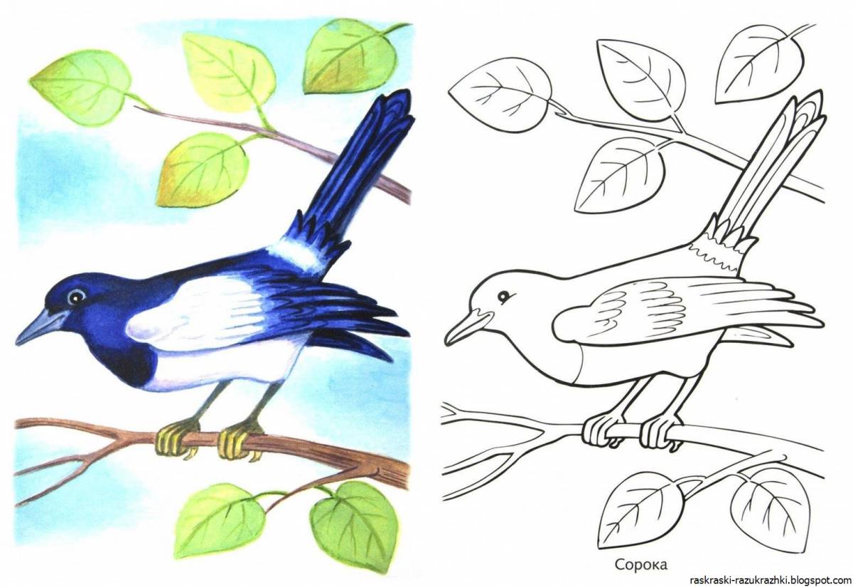 A fun magpie coloring book for kids