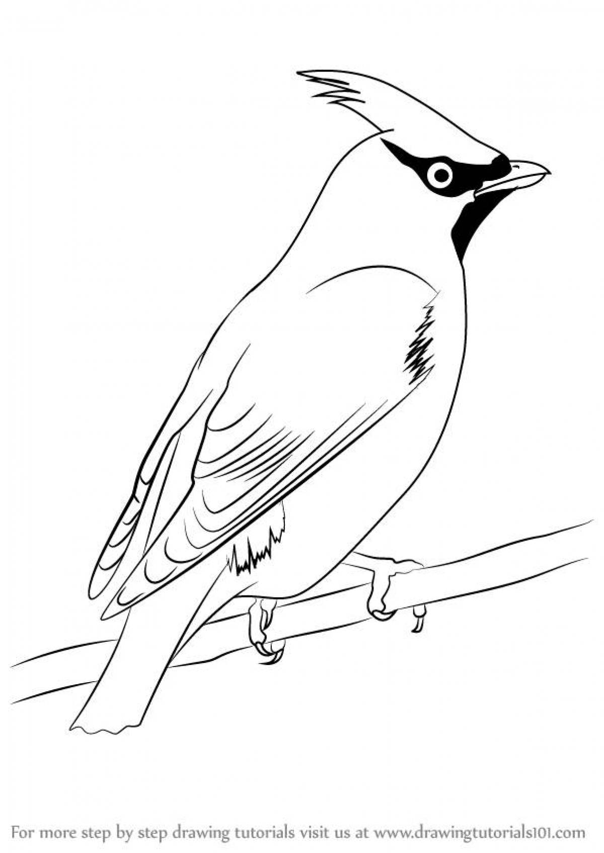 Colorful waxwing coloring page