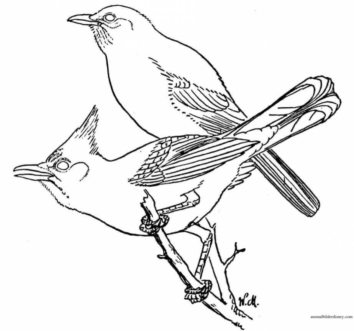 Great waxwing coloring page
