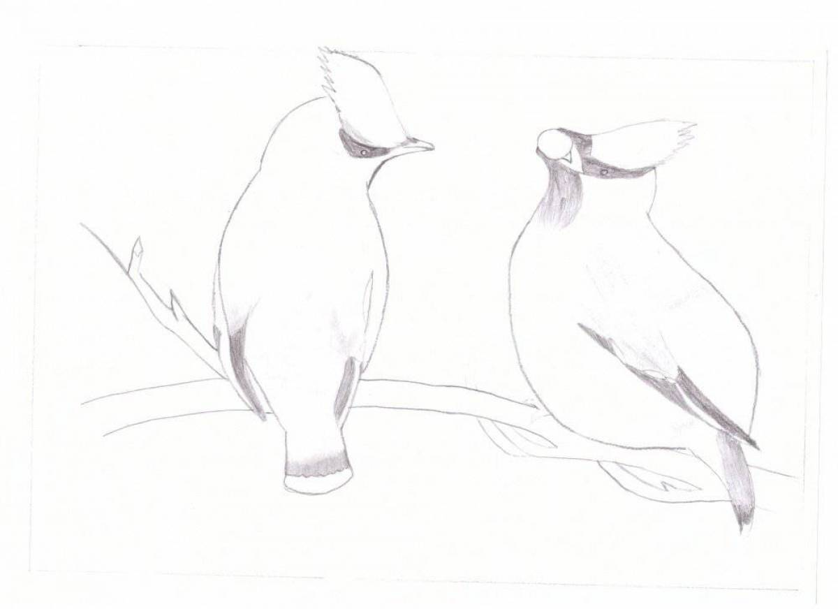 Exquisite waxwing coloring book