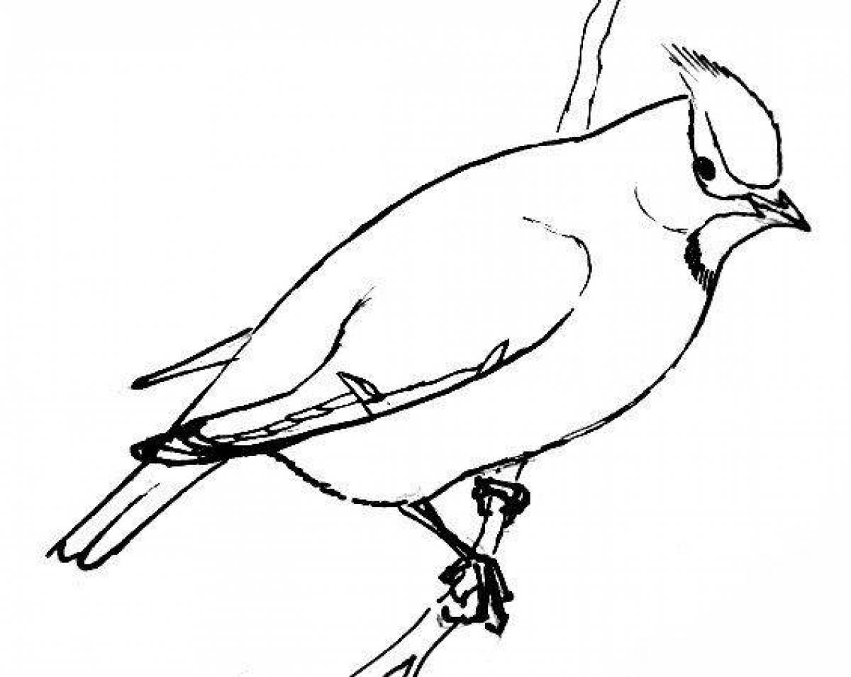 Brilliant waxwing coloring page