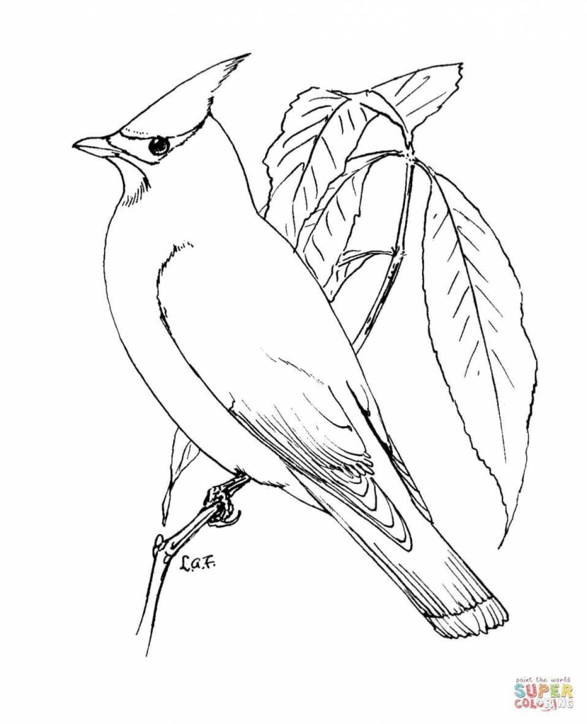Amazing waxwing coloring page