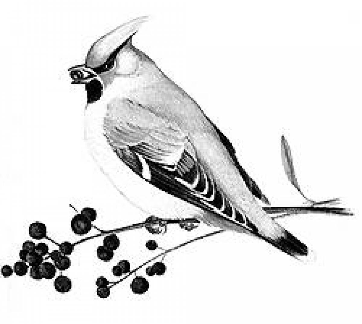Adorable waxwing coloring page