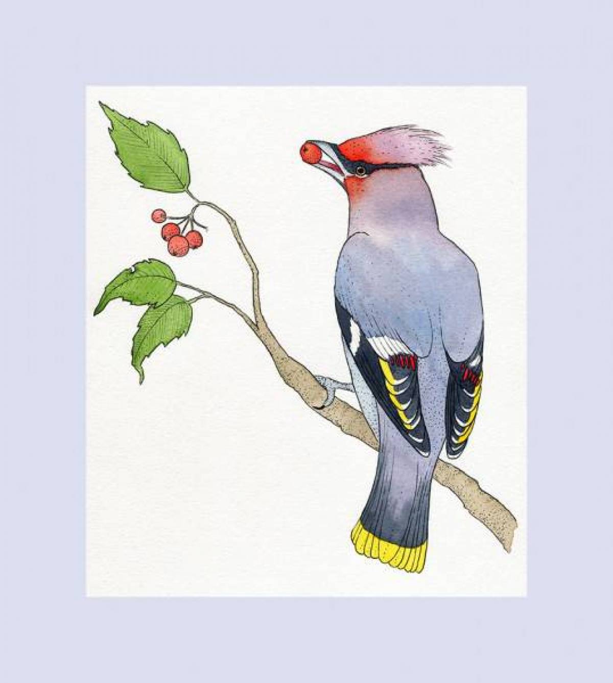 Coloring funny waxwing