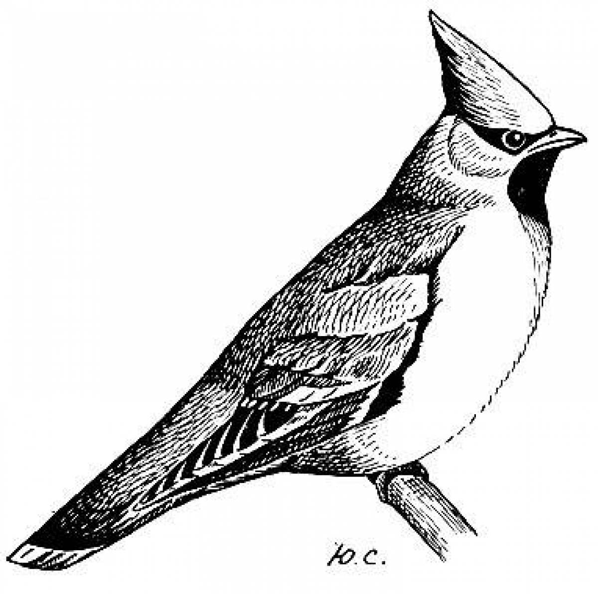Funny waxwing coloring book