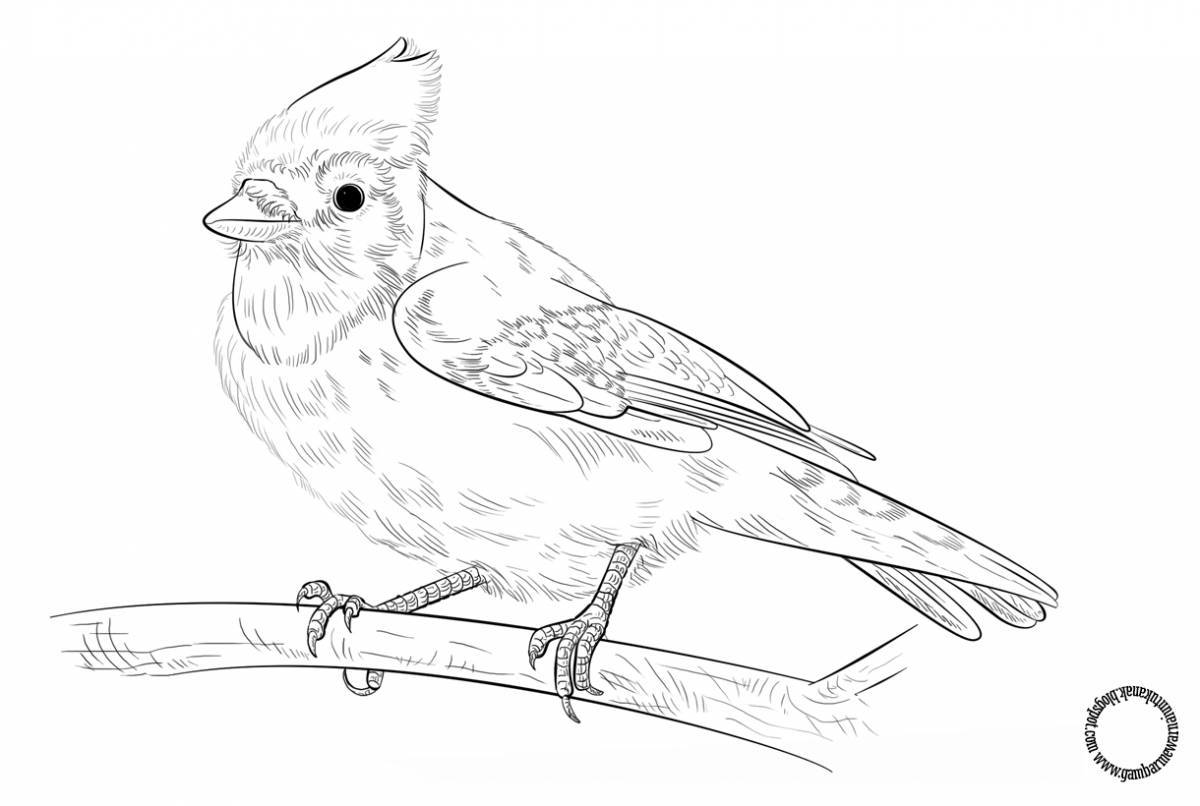 Living waxwing coloring page