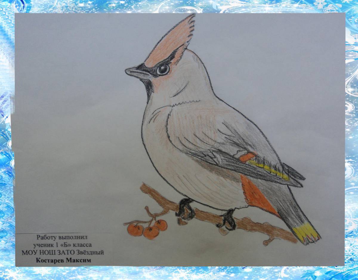 Animated waxwing coloring page