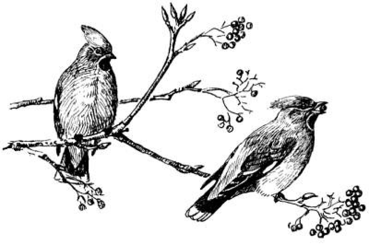Dynamic waxwing coloring page