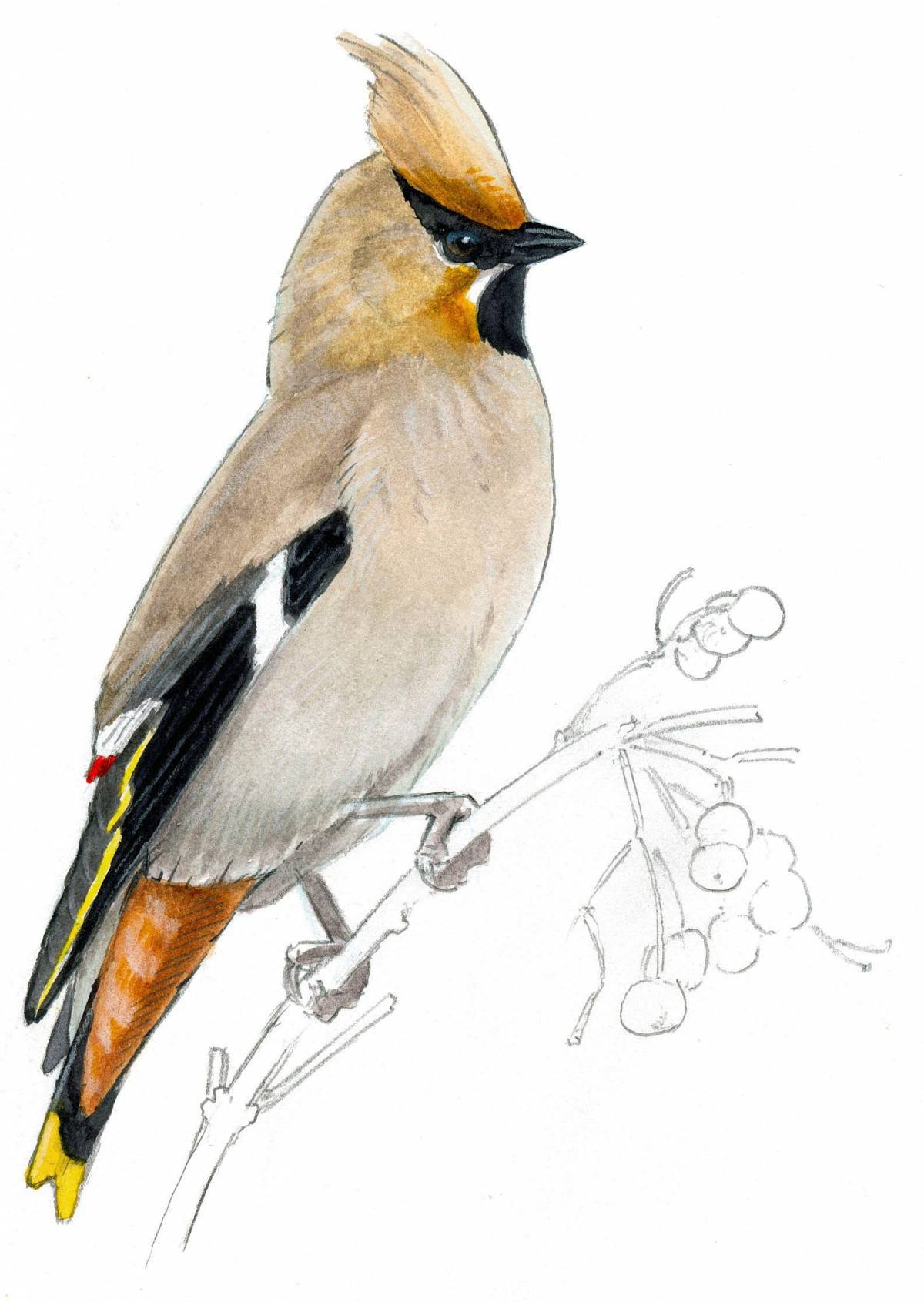 Coloring wild waxwing