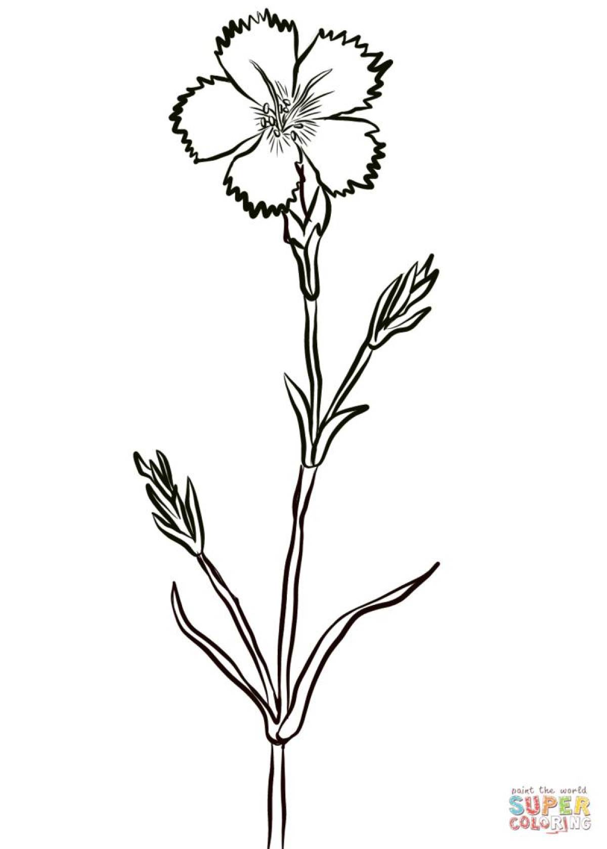 A fun carnation coloring book for preschoolers