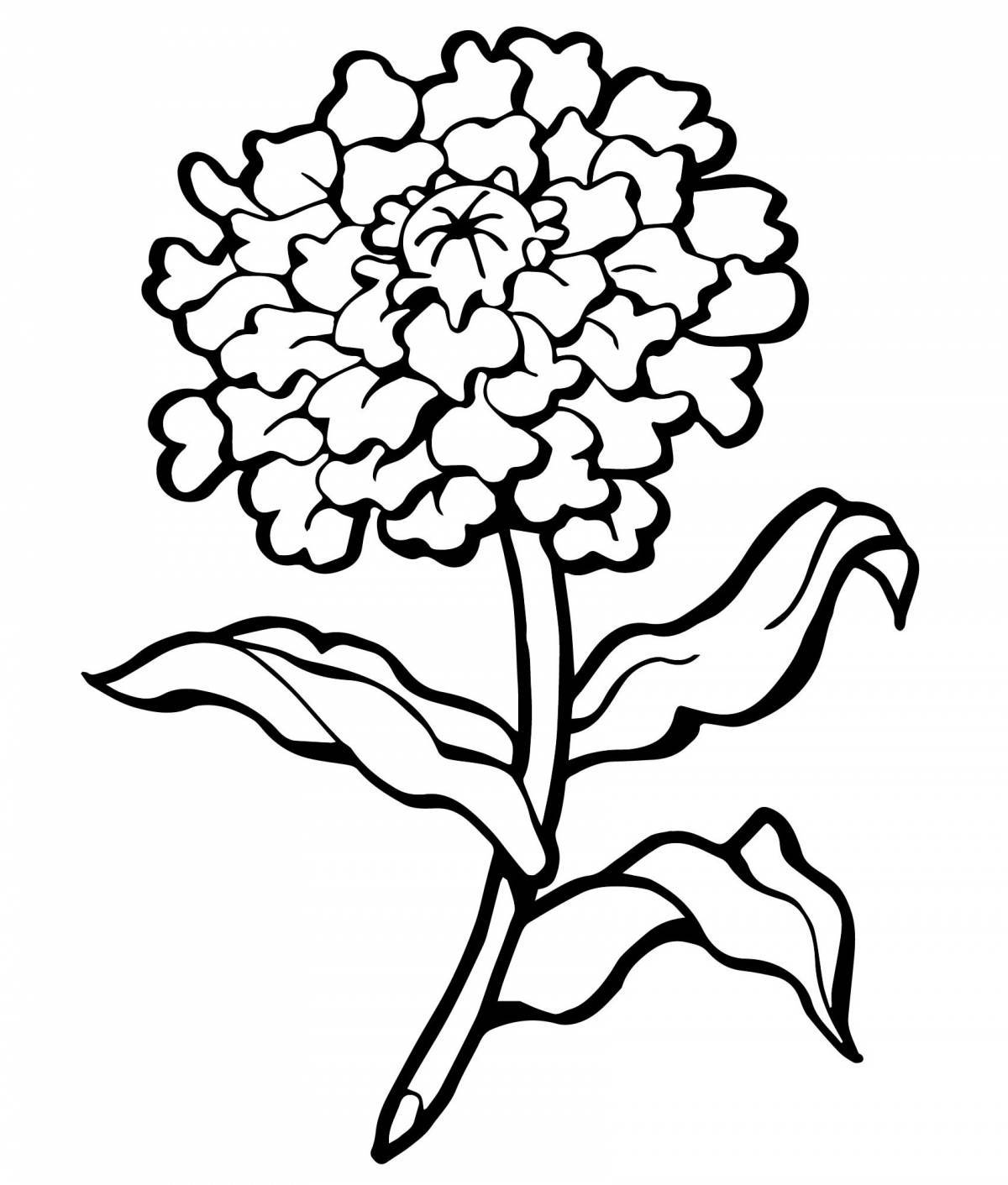 Carnation live coloring page for beginners