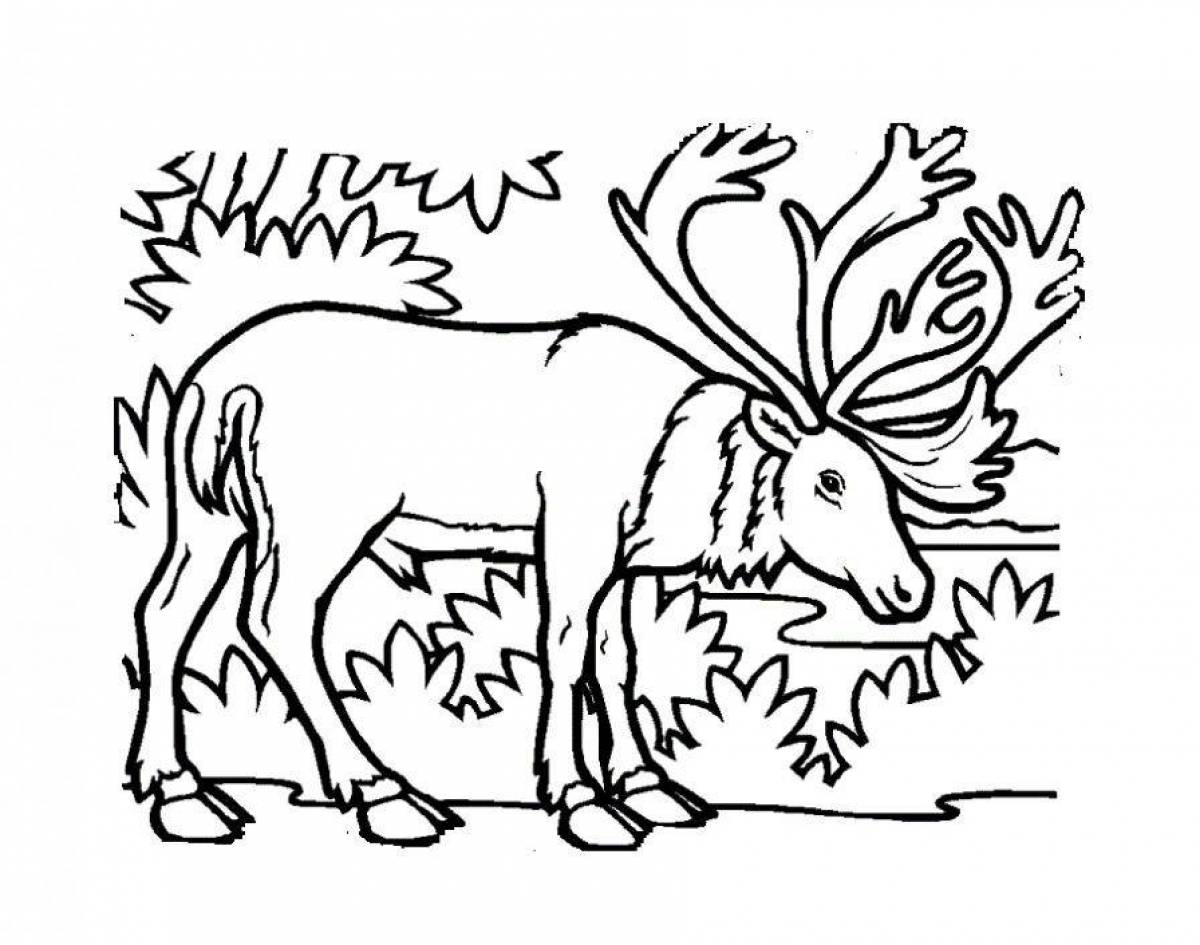 Adorable moose coloring book for kids