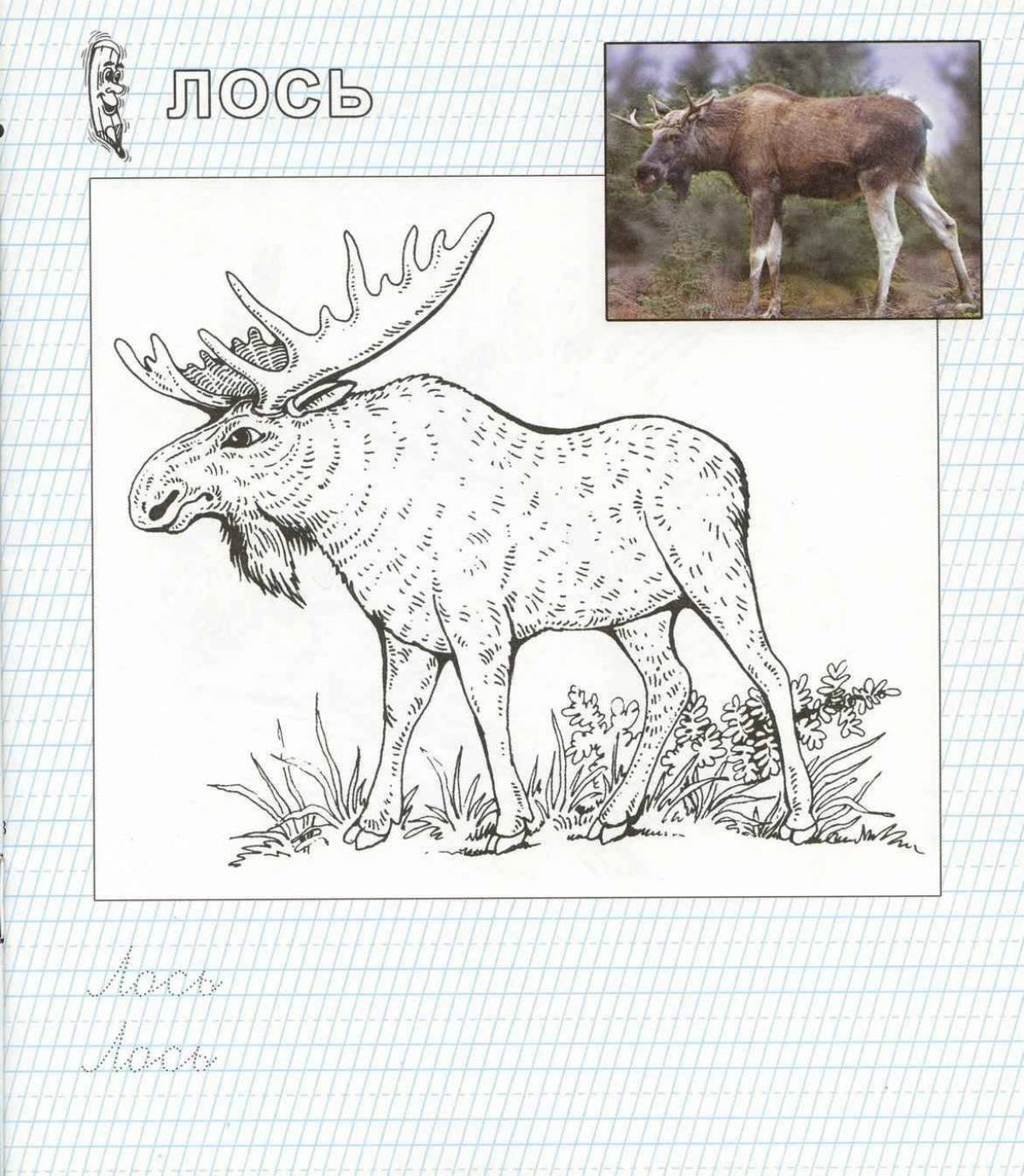 Moose playful coloring for kids