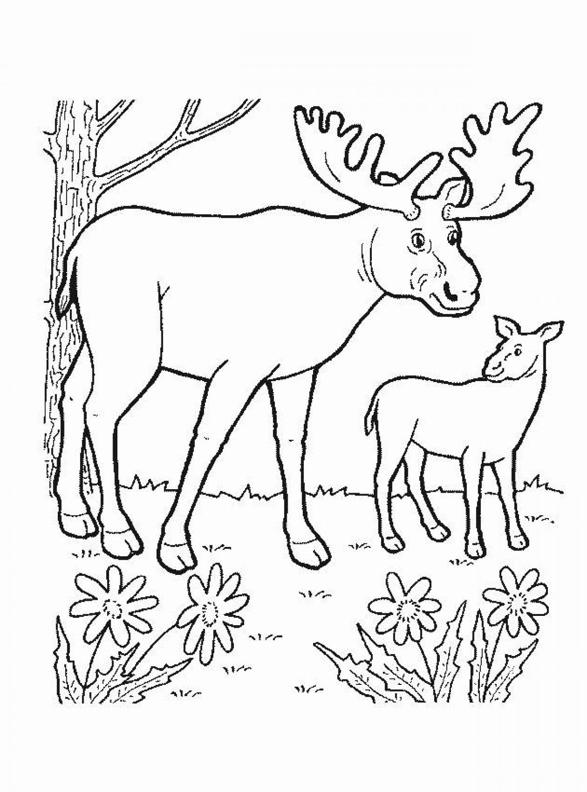 Moose bright coloring for kids