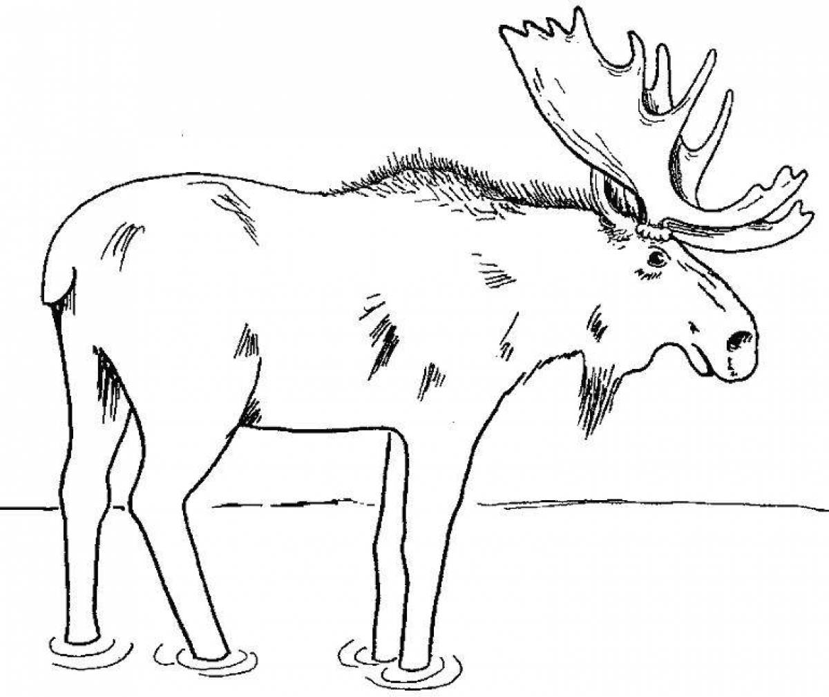 Fancy elk coloring for kids
