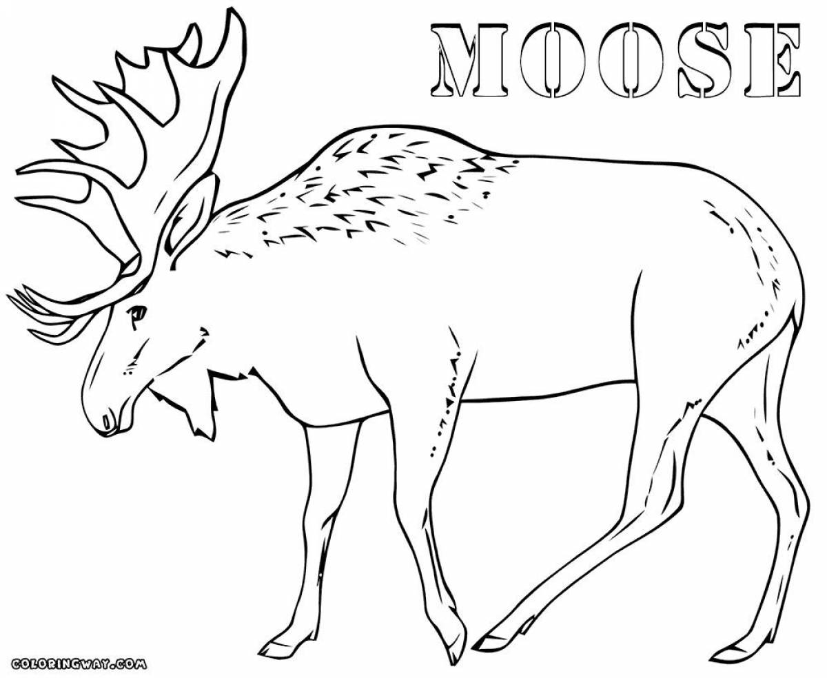 Incredible moose coloring book for kids