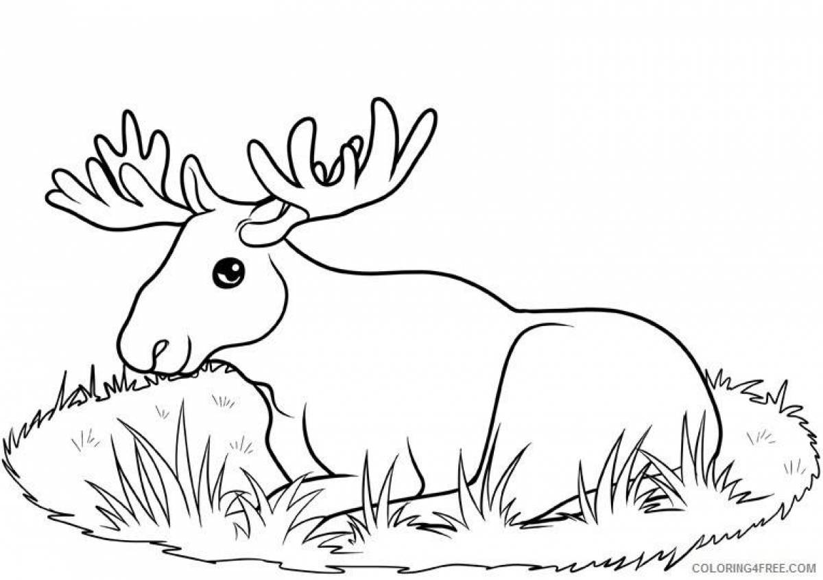 Amazing elk coloring book for kids