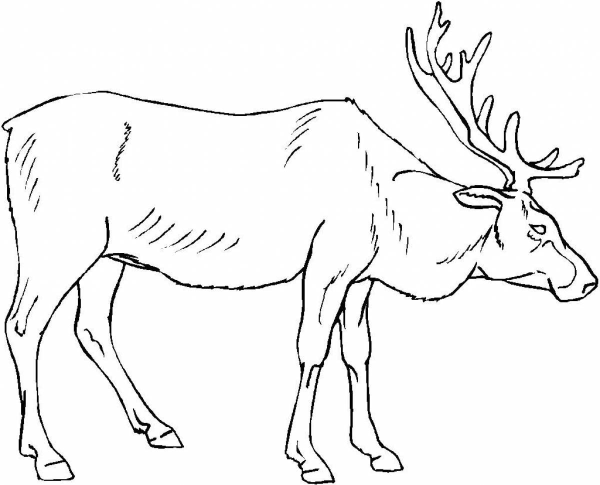 Effective moose coloring for kids