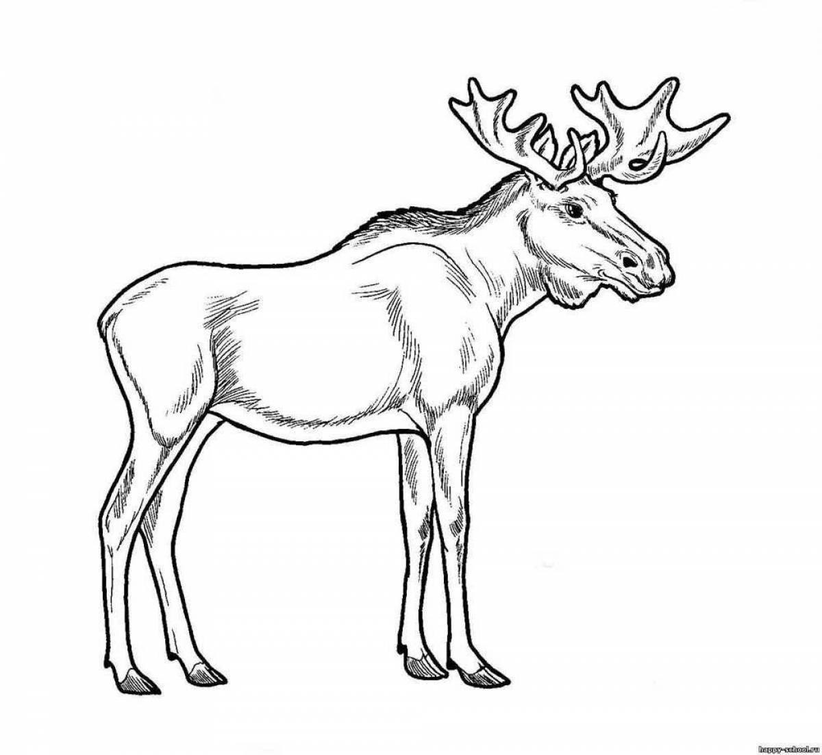 Shiny elk coloring book for kids