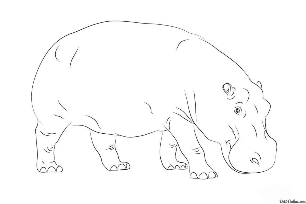 Hippo for kids #5