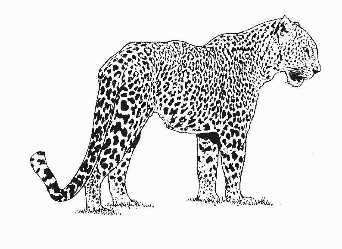 Coloring book shiny jaguar
