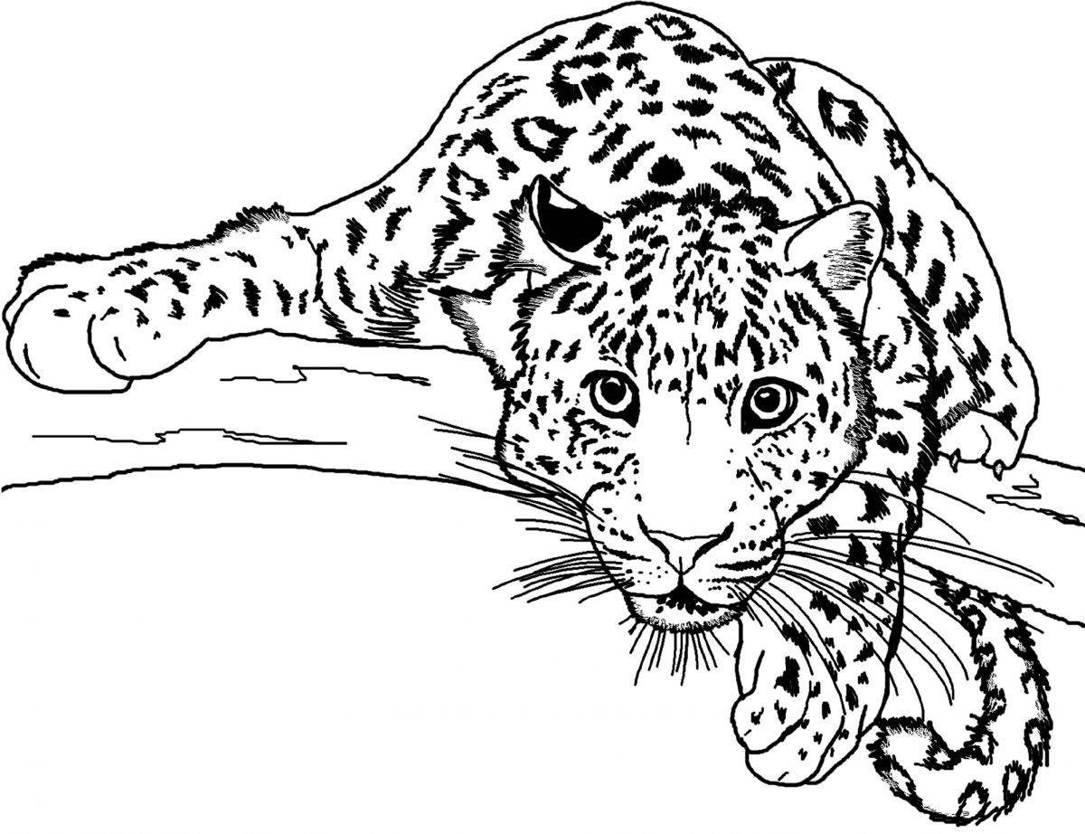 Colouring bright jaguar