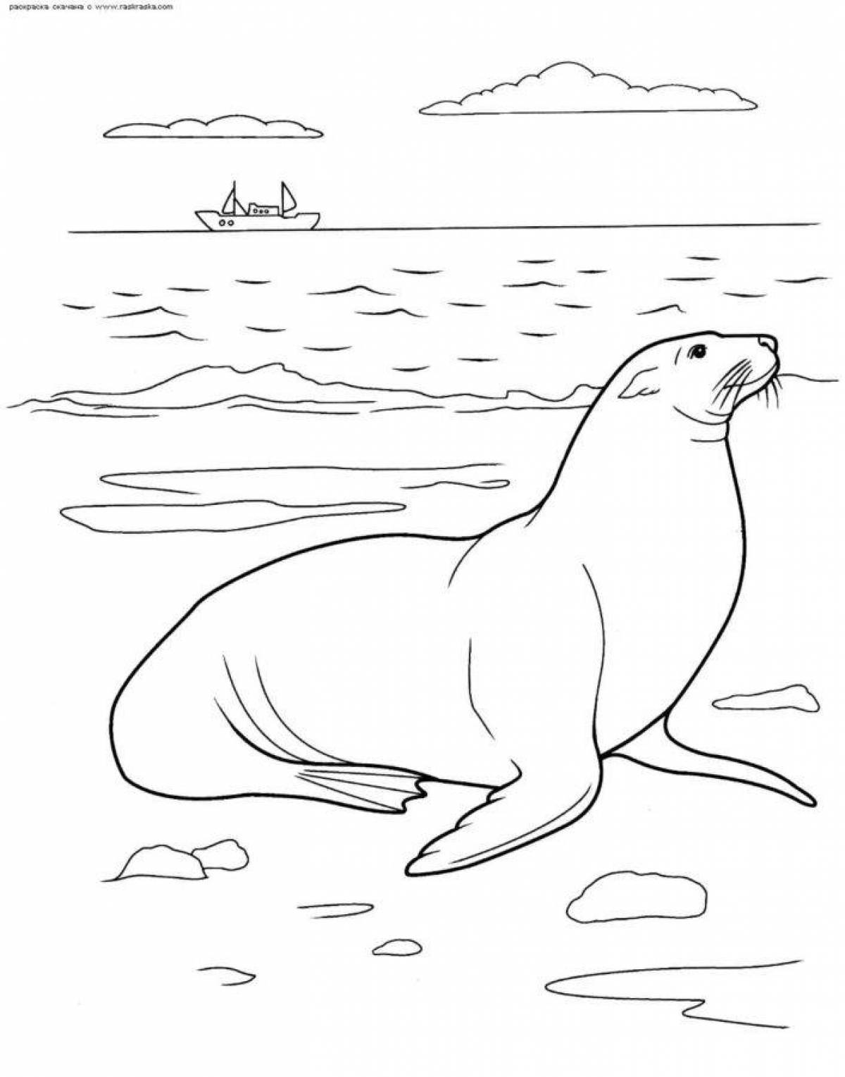 Adorable seal coloring book for kids