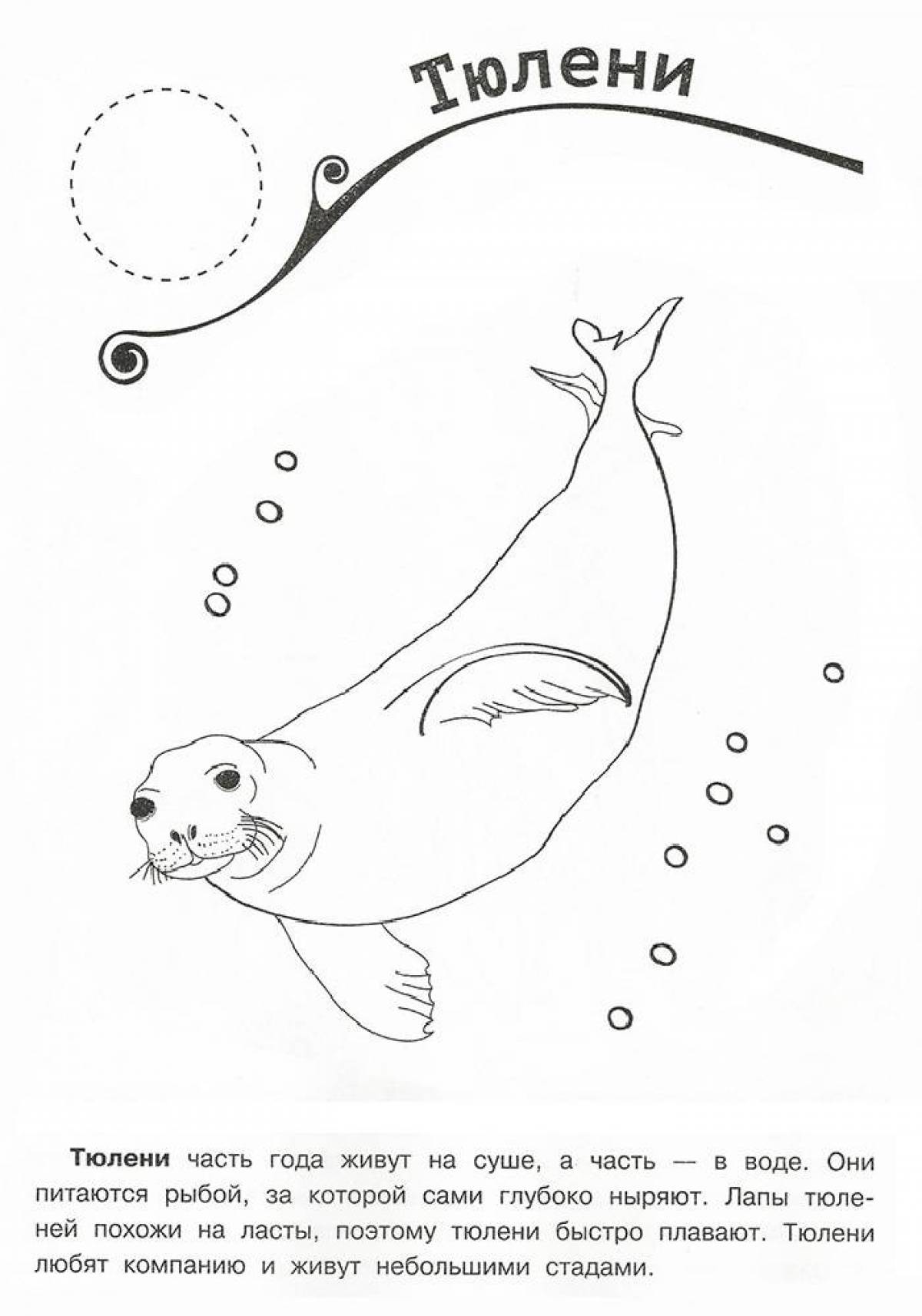 Fun seal coloring book for kids