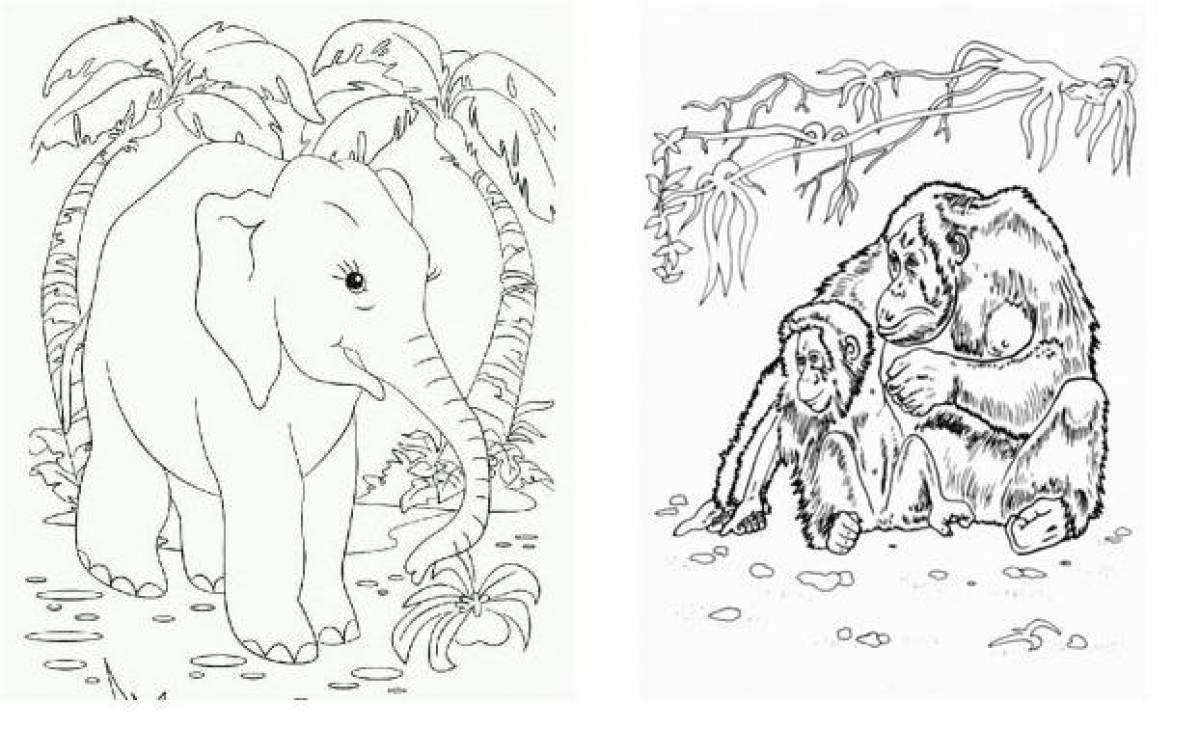 Amazing coloring pages animals of hot countries for preschoolers