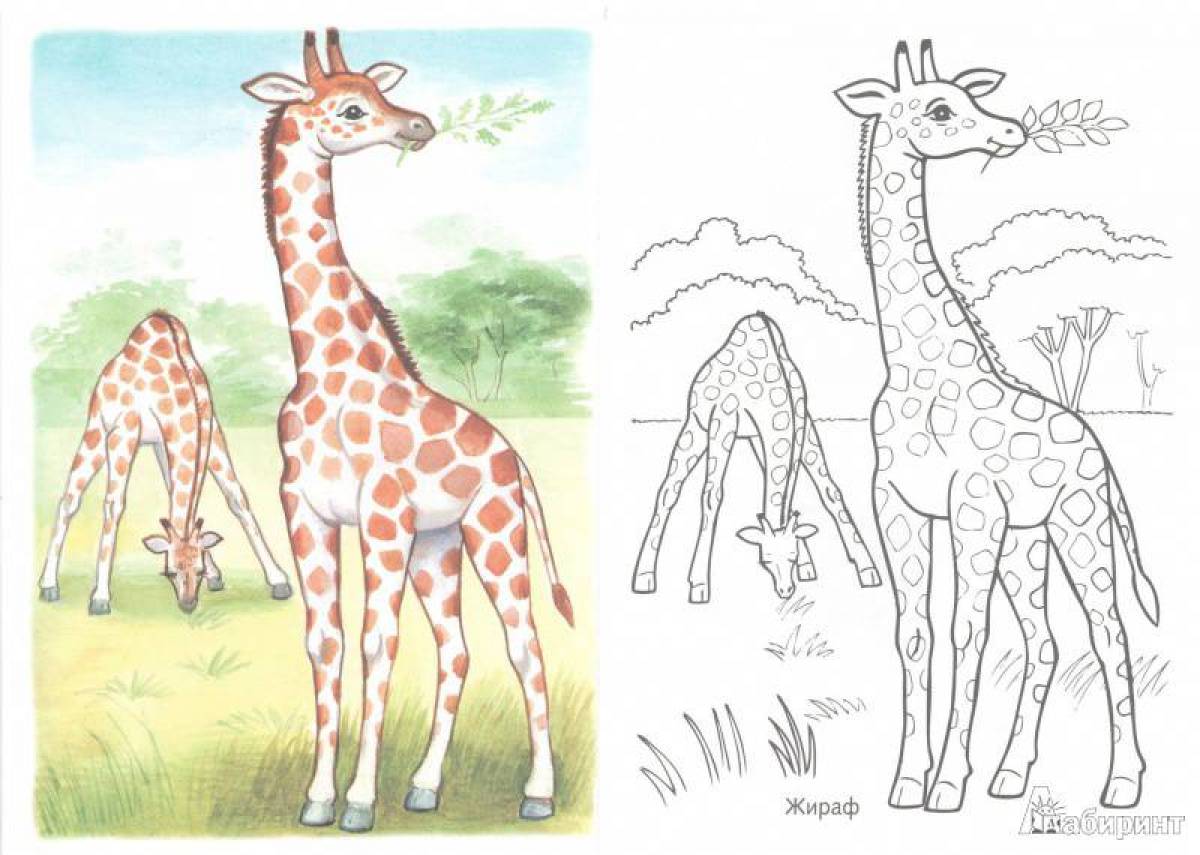 На рисунке изображен жираф. Жираф. Раскраска. Раскраска жирафа для детей. Рисунки животных. Жираф для рисования детям.