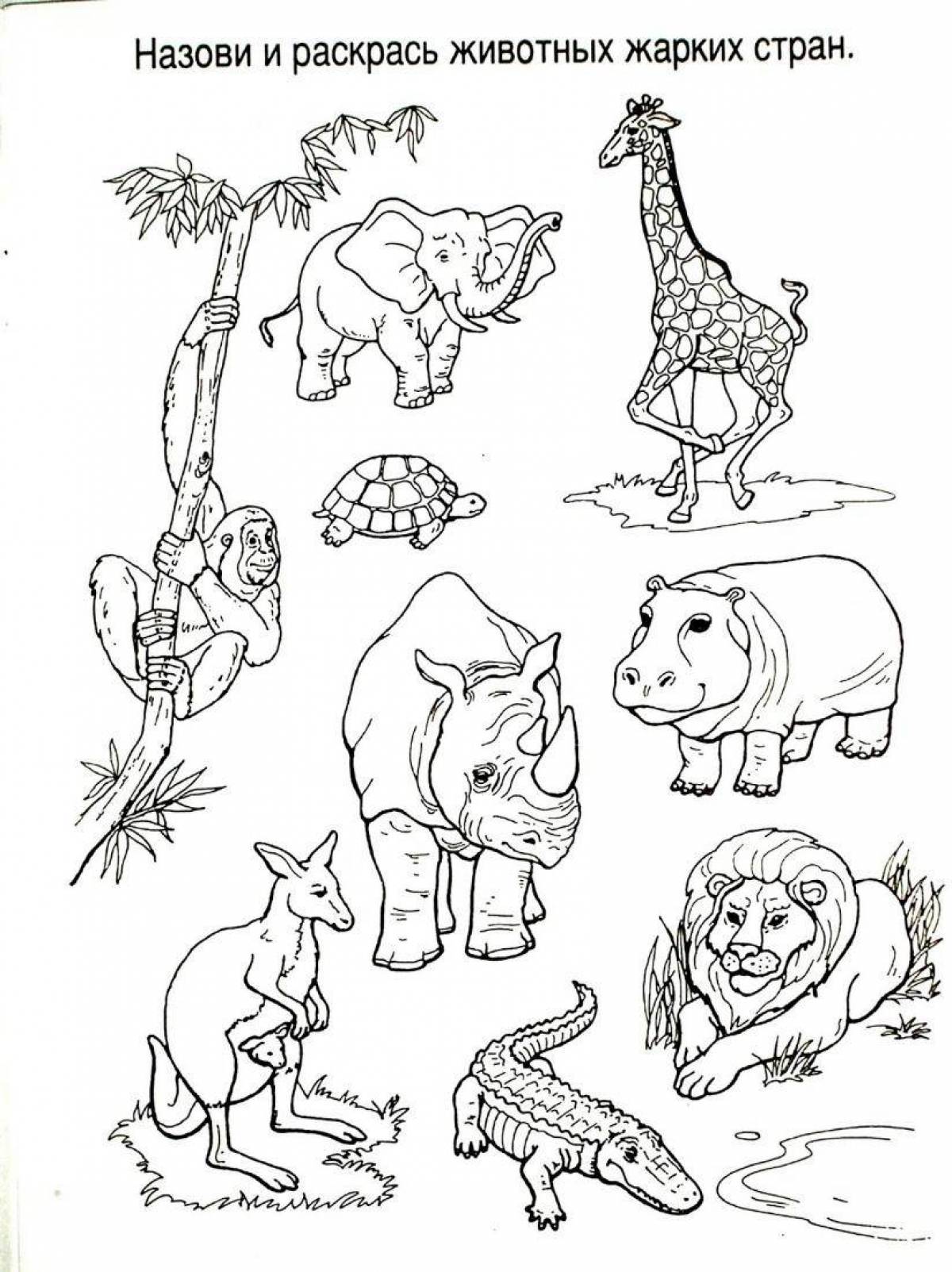 Attractive hot country animals coloring book for preschoolers