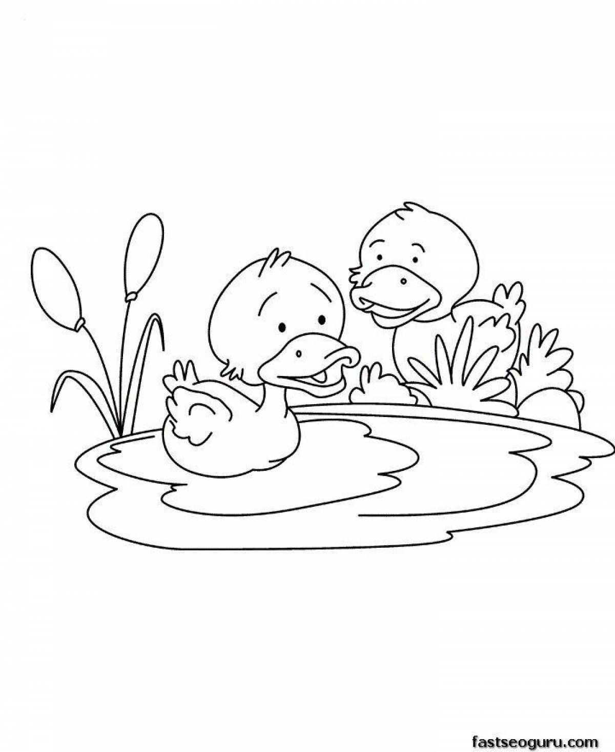 Live duck coloring for kids