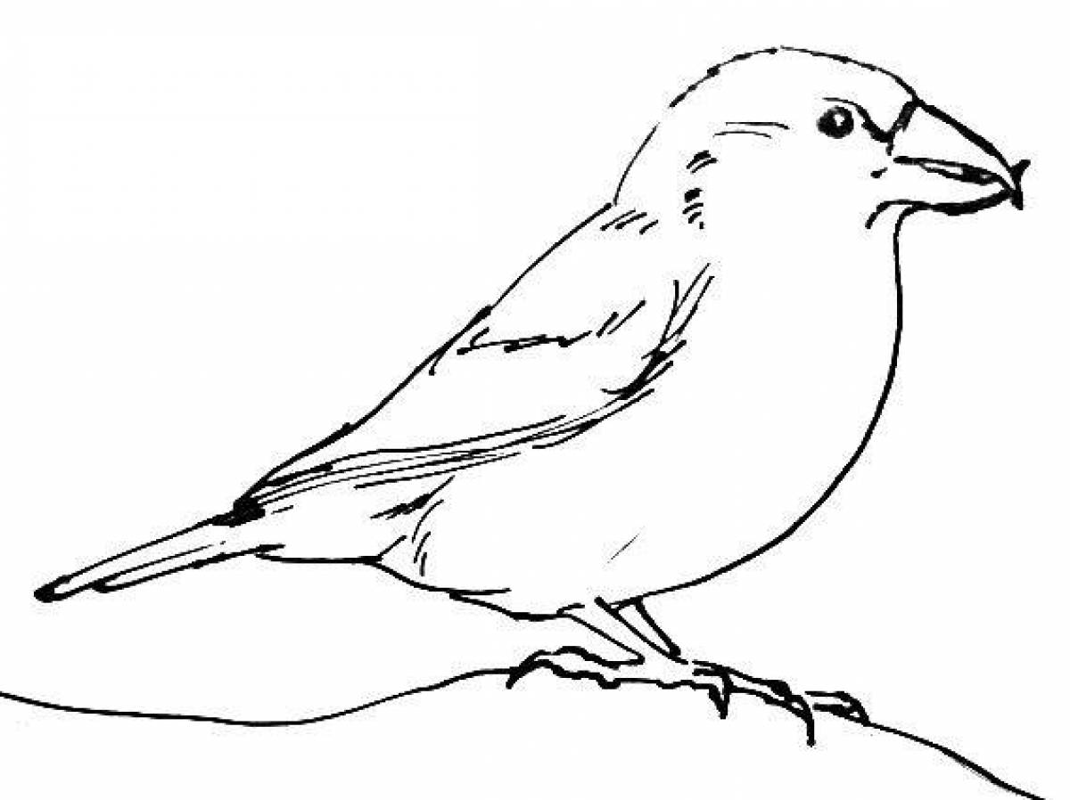 Colorful crossbill coloring page