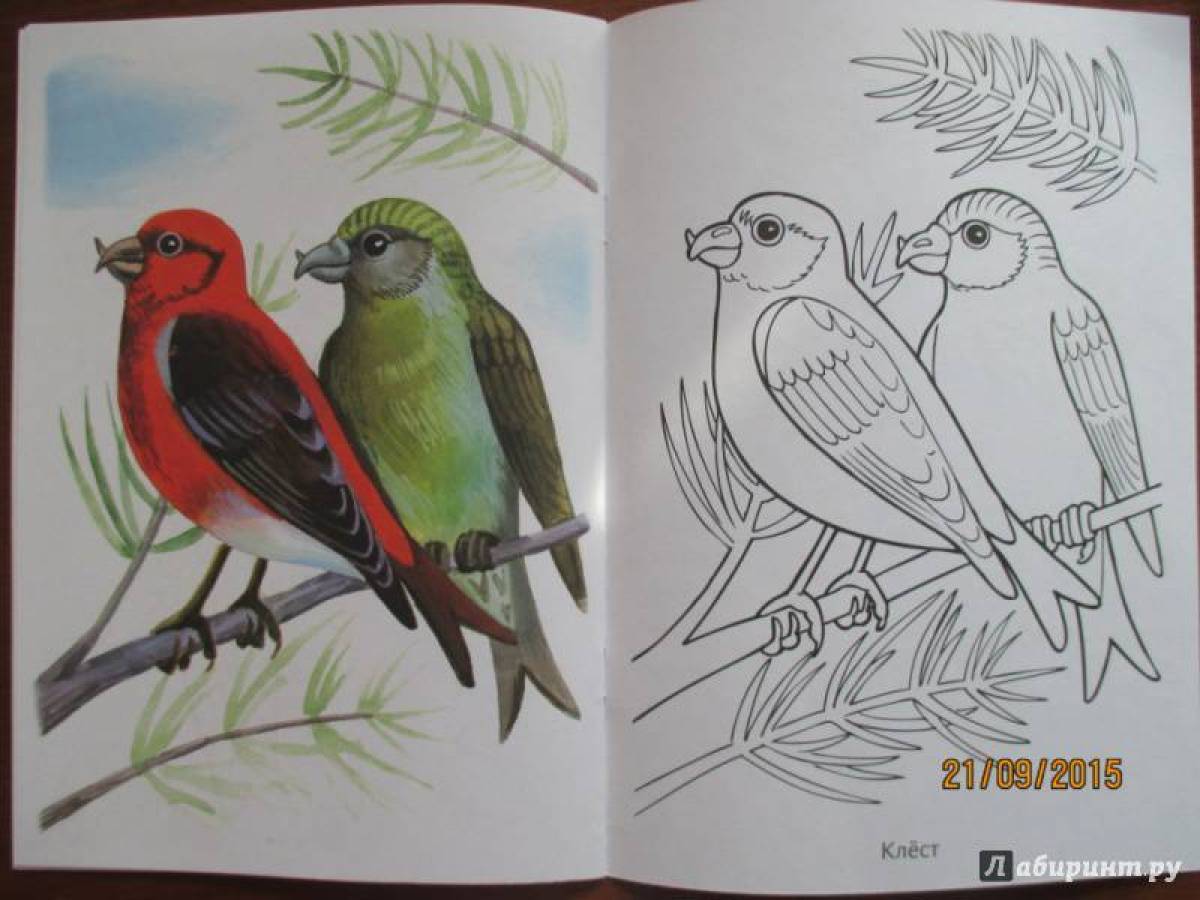 Coloring book funny crossbill