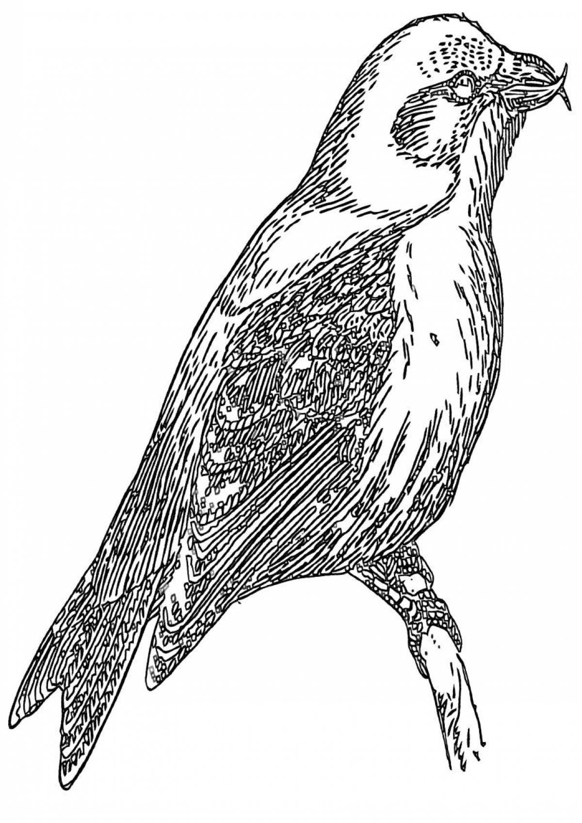 Crossbill animated coloring page
