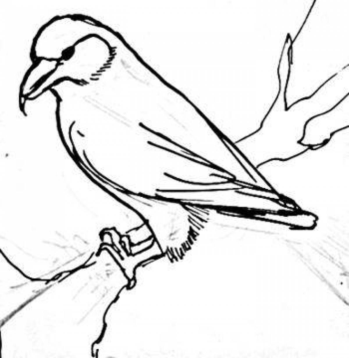 Раскраска зимующая птица клест 😻 распечатать бесплатно